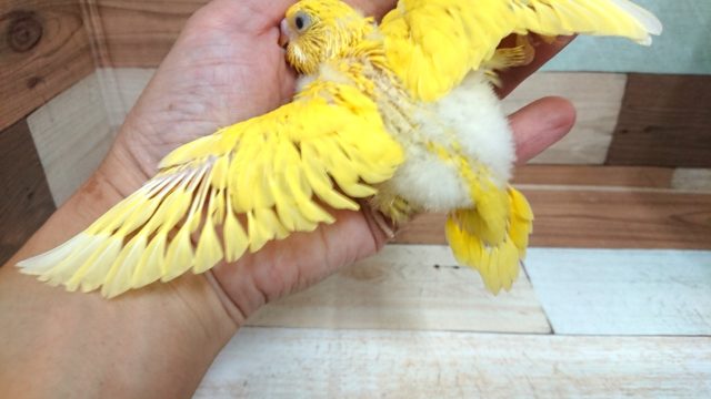 セキセイインコ