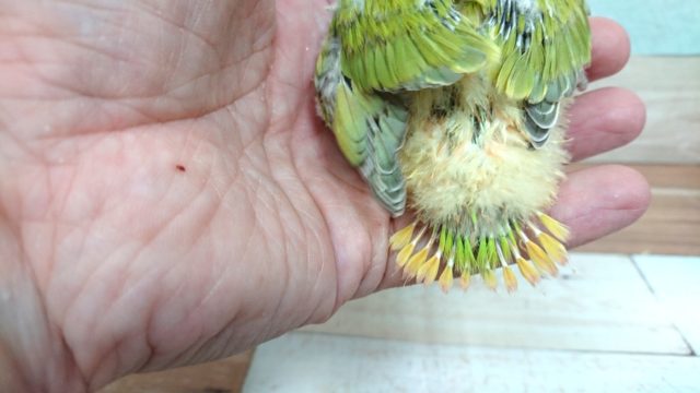 コザクラインコ（小桜インコ）