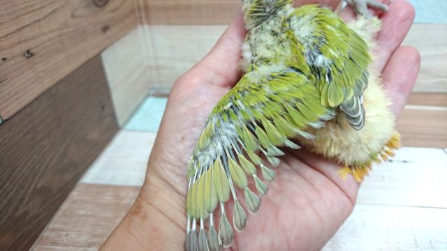 コザクラインコ（小桜インコ）