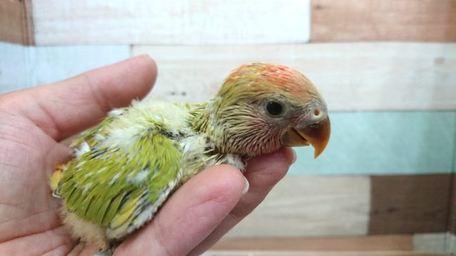 コザクラインコ（小桜インコ）