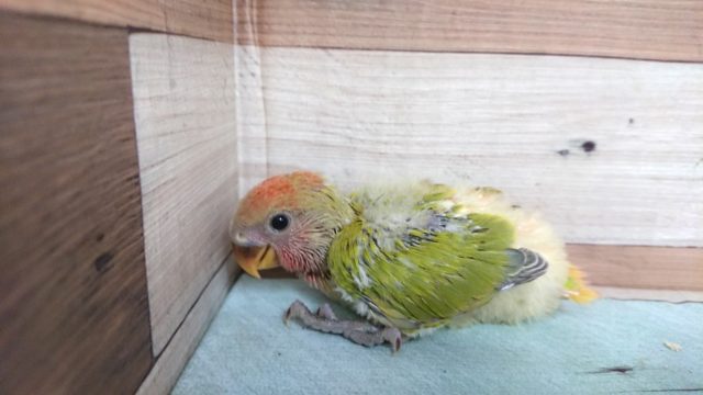 コザクラインコ（小桜インコ）