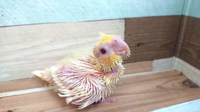 オカメインコ