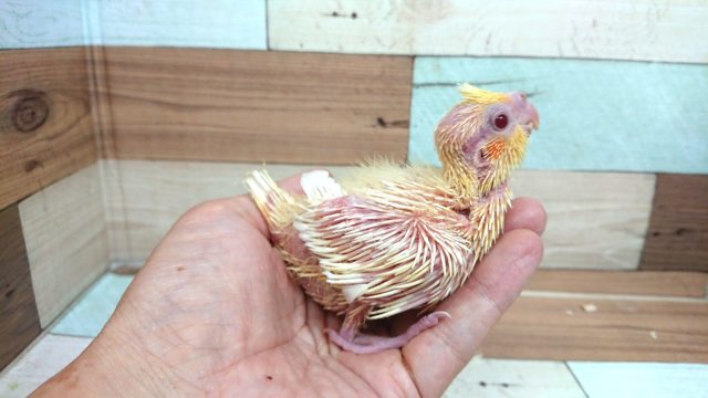 オカメインコ