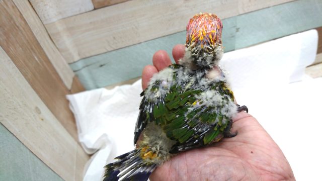 コガネメキシコインコ