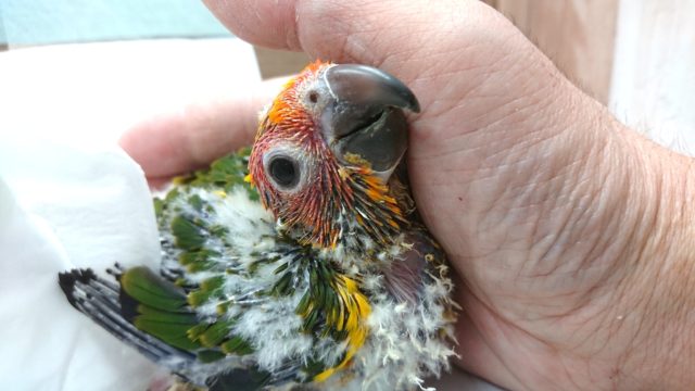 コガネメキシコインコ