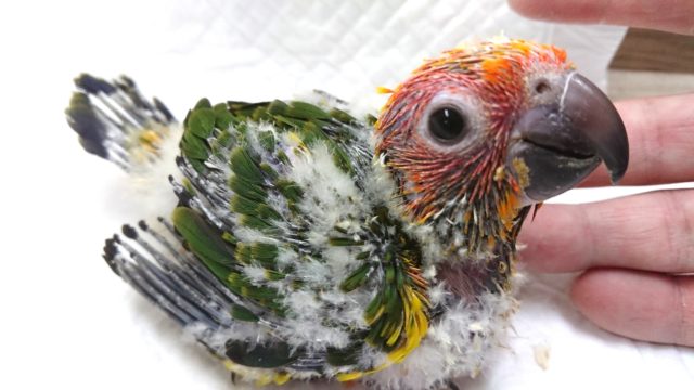 コガネメキシコインコ