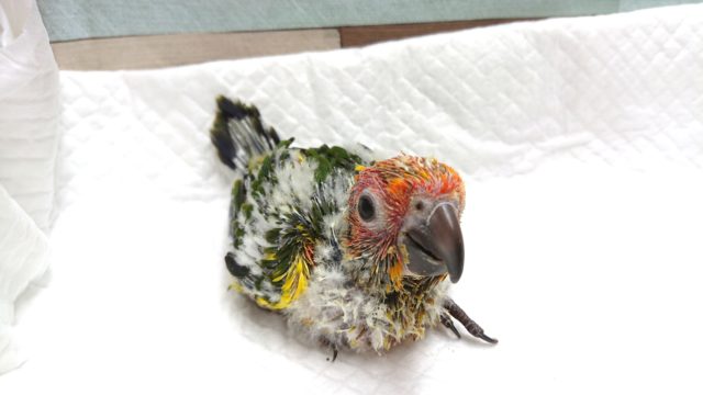 コガネメキシコインコ