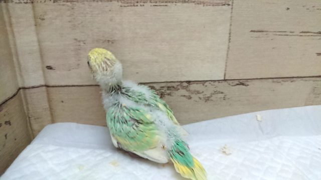 久々!エメラルドグリーンがキレイなコ!!セキセイインコ パステルカラーレインボー 8月27日 セキセイインコ