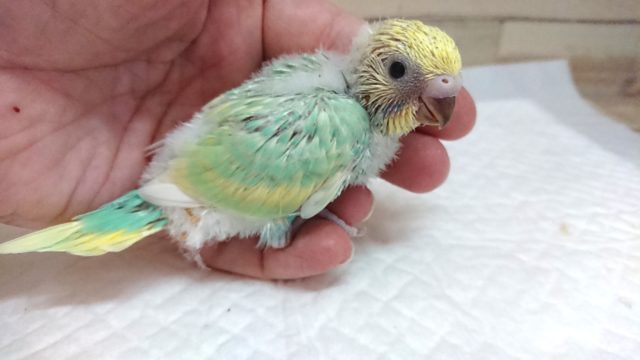 久々!エメラルドグリーンがキレイなコ!!セキセイインコ パステルカラーレインボー 8月27日 セキセイインコ
