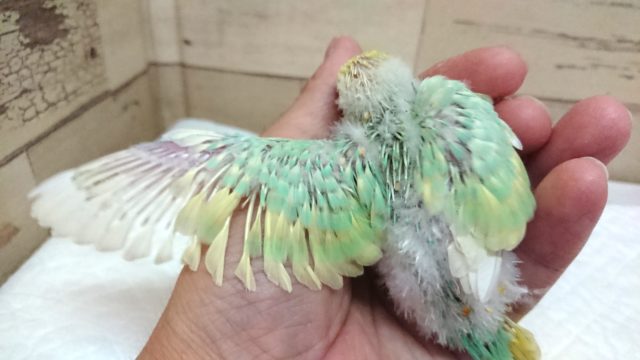久々!エメラルドグリーンがキレイなコ!!セキセイインコ パステルカラーレインボー 8月27日 セキセイインコ