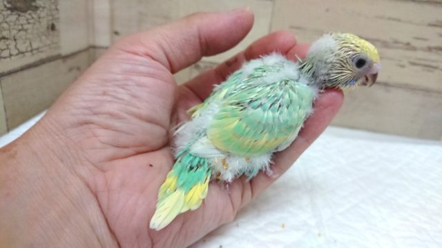 久々!エメラルドグリーンがキレイなコ!!セキセイインコ パステルカラーレインボー 8月27日 セキセイインコ