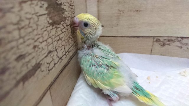 久々!エメラルドグリーンがキレイなコ!!セキセイインコ パステルカラーレインボー 8月27日 セキセイインコ