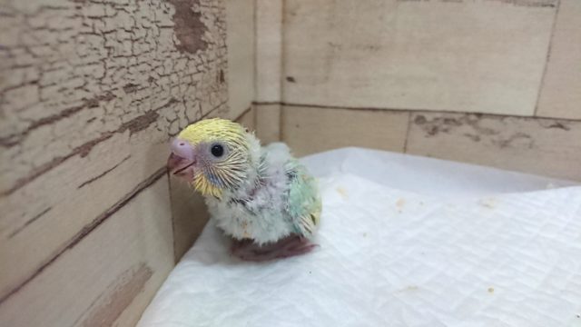 久々!エメラルドグリーンがキレイなコ!!セキセイインコ パステルカラーレインボー 8月27日 セキセイインコ
