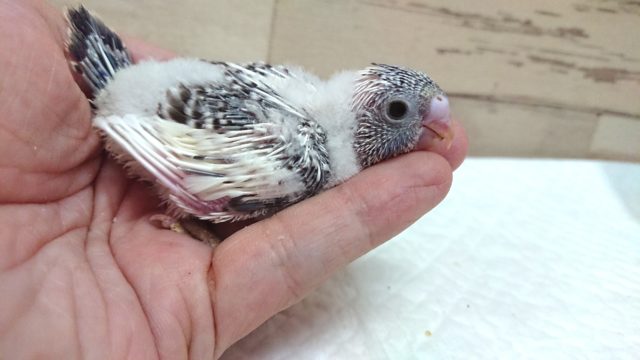 レアカラーです!セキセイインコ 4色ハルクィン 2021 8月27日 セキセイインコ