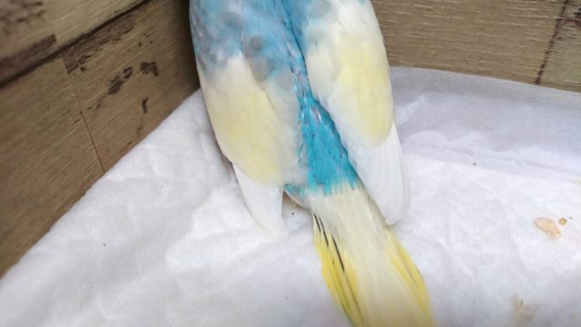 セキセイインコ