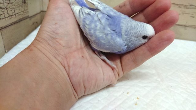 かなり鮮やかなコです! セキセイインコ スパングル 2021 8月27日 セキセイインコ