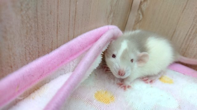 ファンシーラット