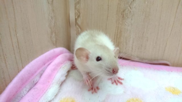 ファンシーラット