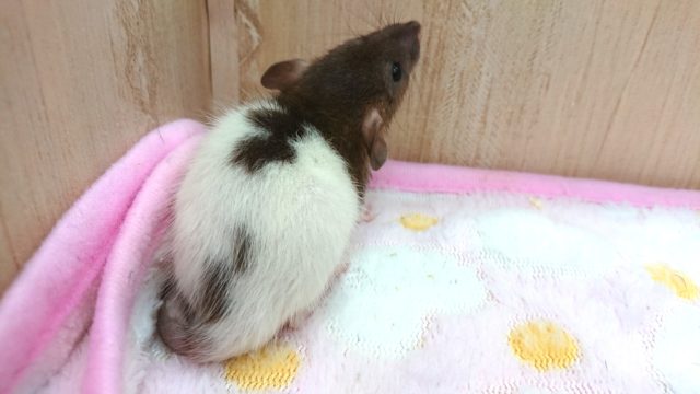 ファンシーラット