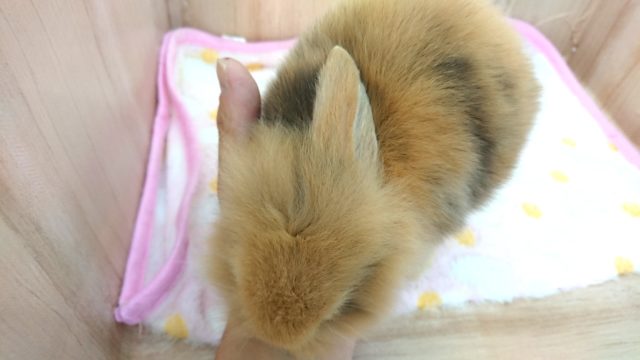 個性的な可愛いロップさん☆ロップイヤーです! ロップイヤーラビット