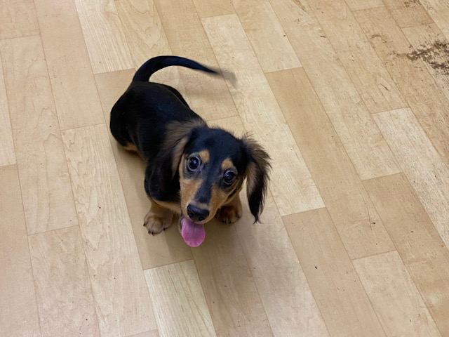 ミニチュアダックス