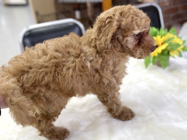 トイプードル