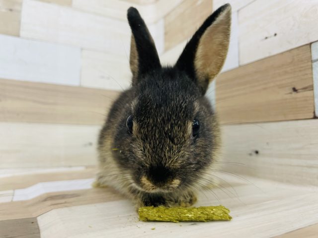 ネザーランドドワーフ