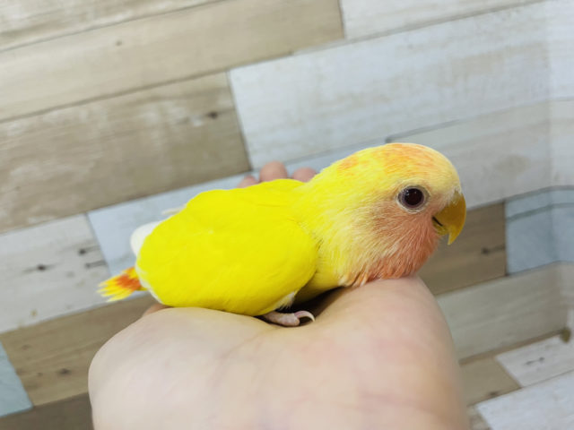 コザクラインコ（小桜インコ）