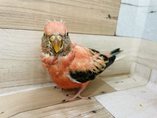 アキクサインコ（秋草インコ）