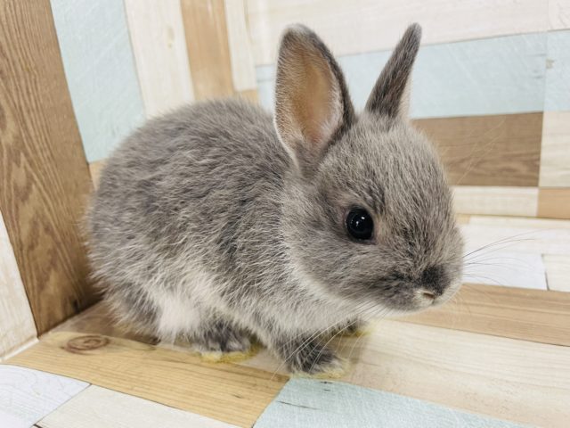 ネザーランドドワーフ