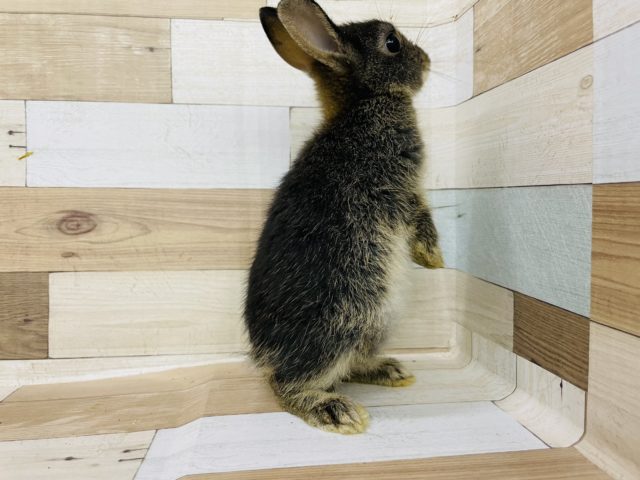 ネザーランドドワーフ