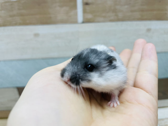 マーブルハムスター