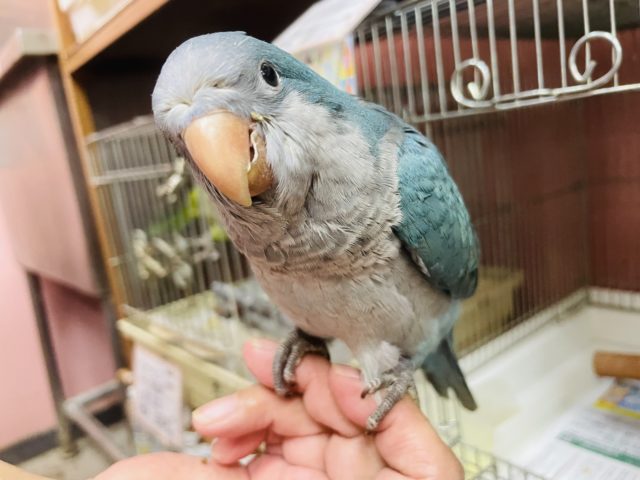 ペンギンの赤ちゃん!?オキナインコ(ブルー) オキナインコ