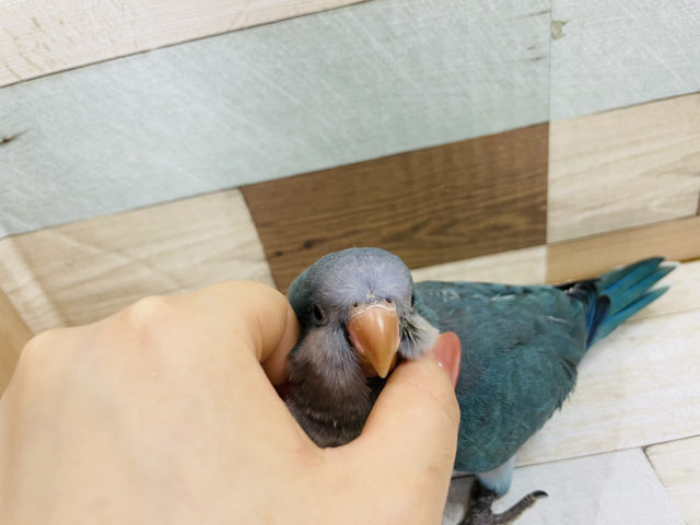 オキナインコ