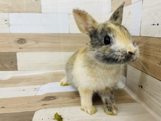 ネザーランドドワーフ