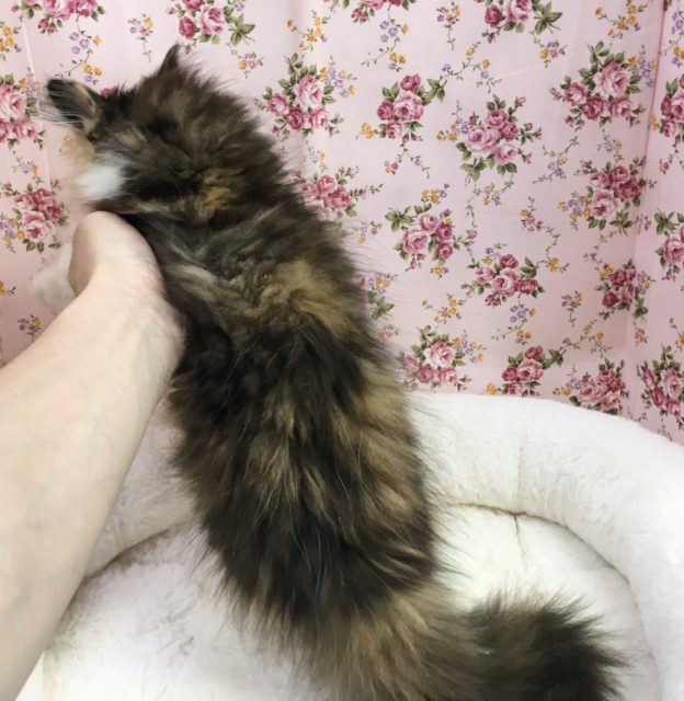 ノルウェージャンフォレストキャット