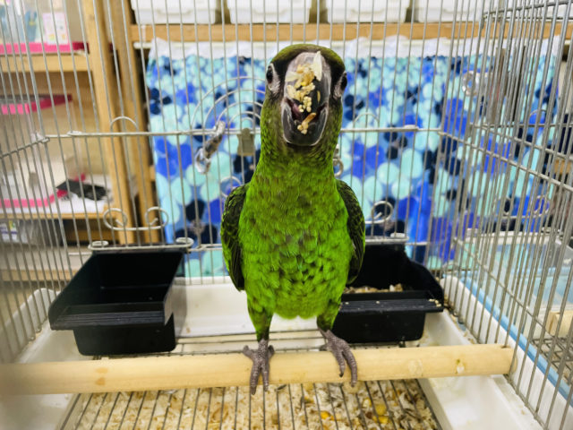 ズアカハネナガ