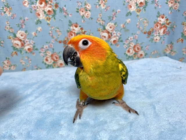 コガネメキシコインコ