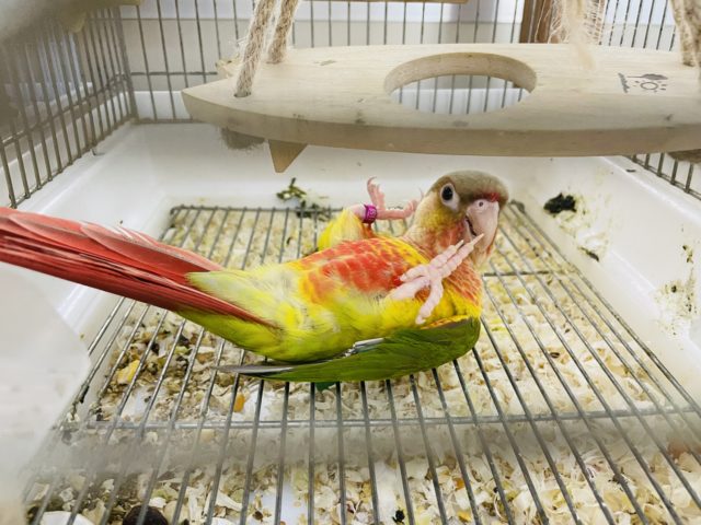 ホオミドリウロコインコ