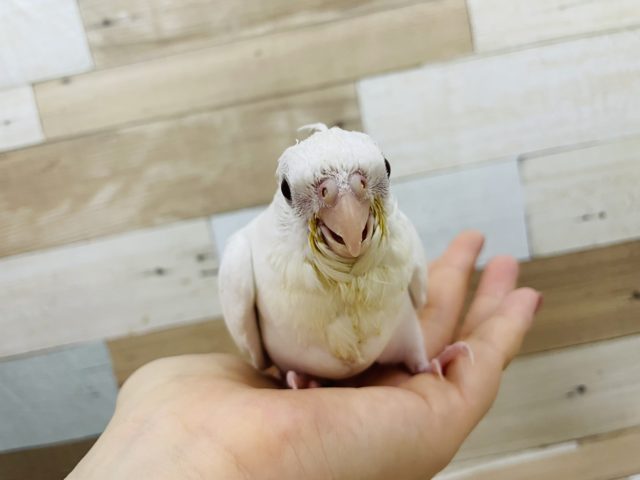 オカメインコ
