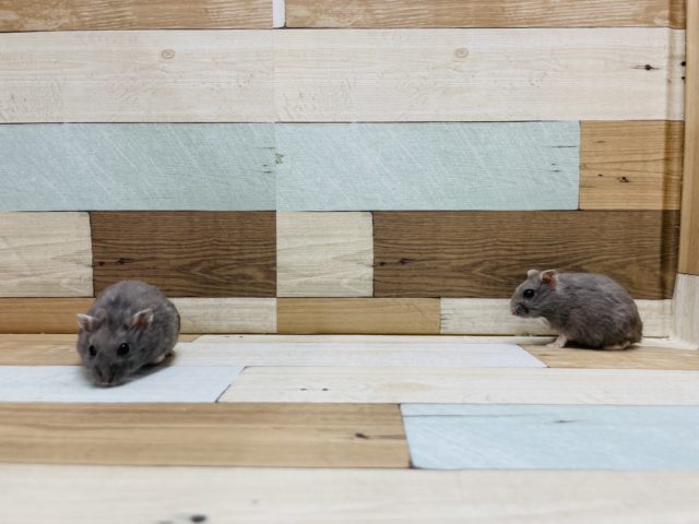 ドワーフハムスターの1種