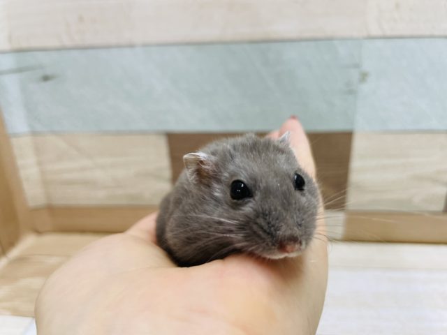 ドワーフハムスターの1種