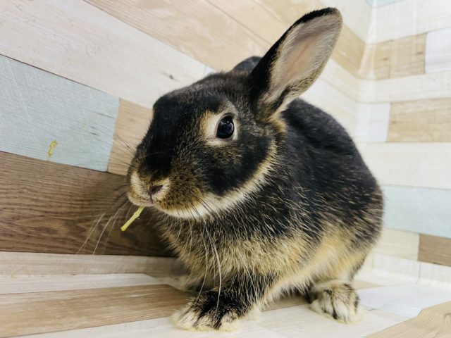 ネザーランドドワーフ