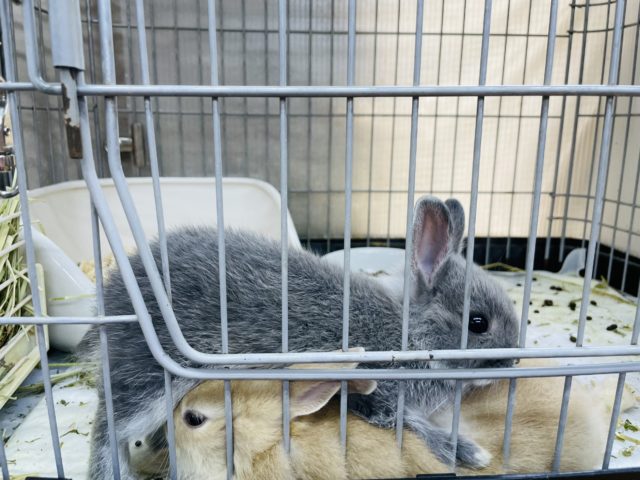 ネザーランドドワーフ