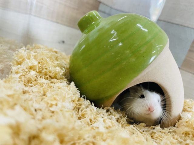  ロボロフスキーハムスター