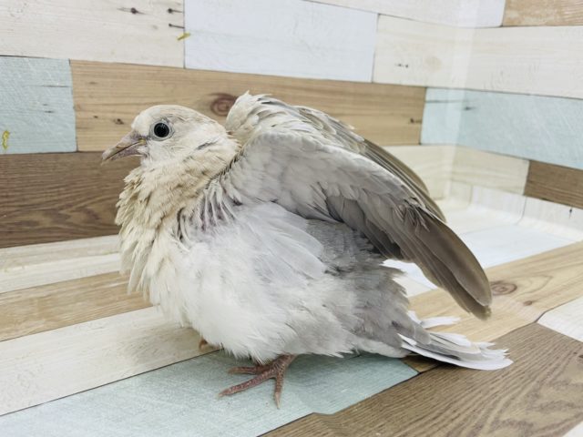 ジュズカケバト