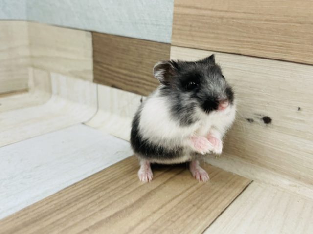 ドワーフハムスターの1種