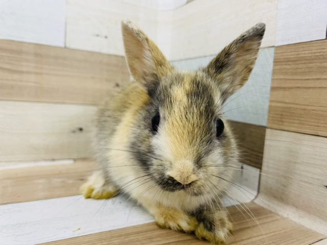 ネザーランドドワーフ