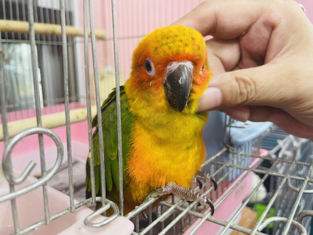 コガネメキシコインコ