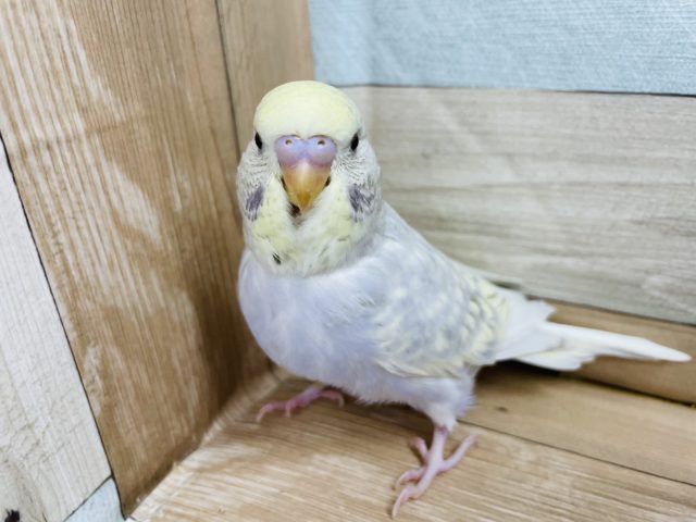 ジャンボセキセイインコ